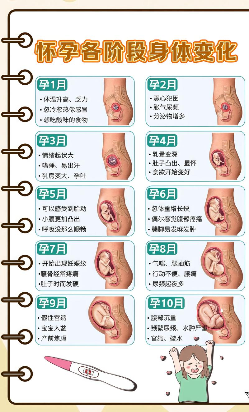 揭秘供卵代孕妈妈怀孕小腹分两节，孕期变化的奥秘垫江代生机构:
